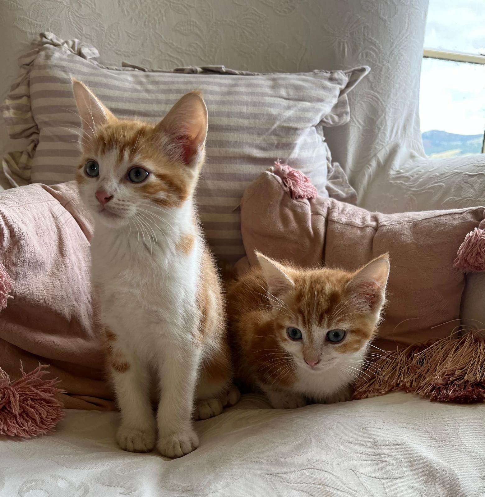 Mr Smooch & Captain Jack Sparrow